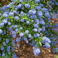 Säckelblume Concha - Ceanothus Concha - Bakker