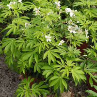 Mexikanischer Orangenbaum Green Fingers® - Bakker