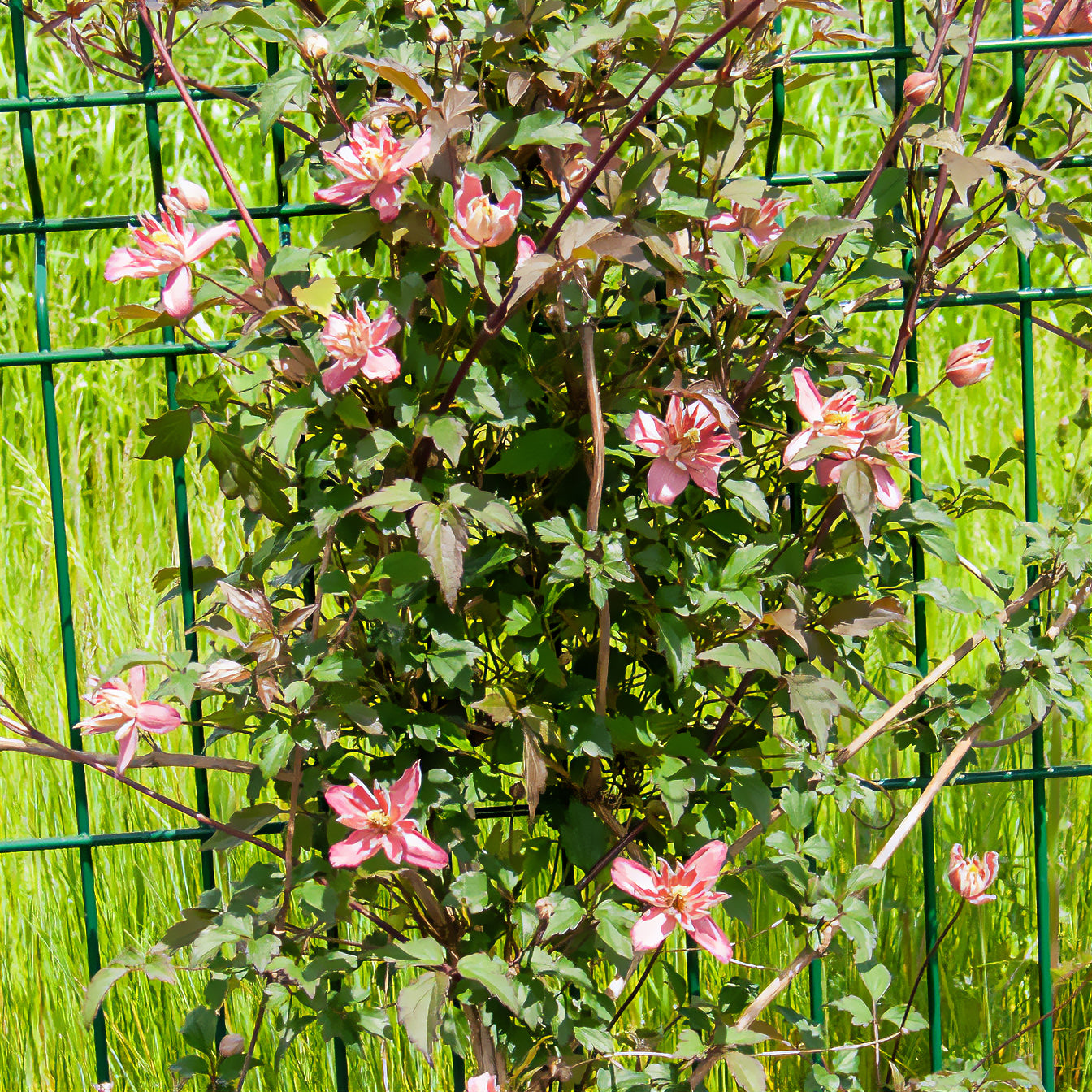 Clematis - Berg-Waldrebe Broughton Star - Clematis montana Broughton star