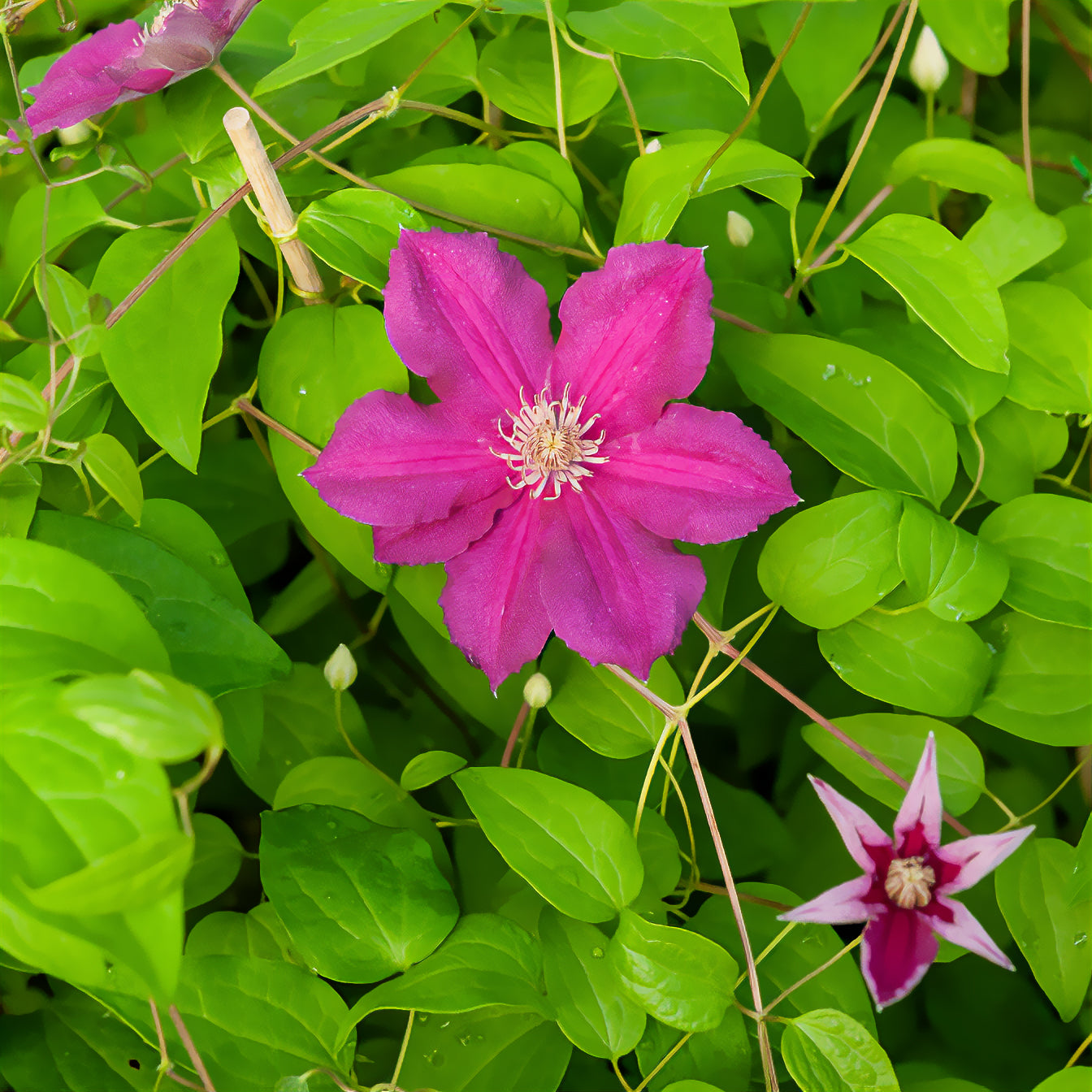 Clematis viticella Ernest markham - Waldrebe 'Ernest Markham - Clematis