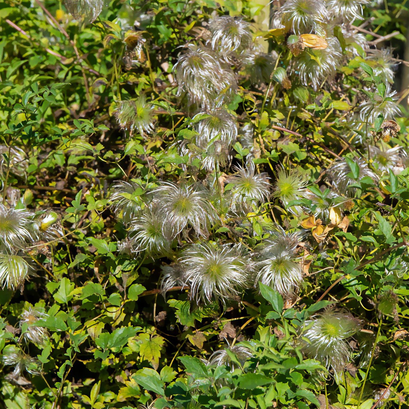 Waldrebe 'Golden Tiara'® - Clematis tangutica Golden Tiara®Kugotia - Bakker