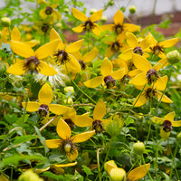 Clematis - Waldrebe 'Golden Tiara'® - Clematis tangutica Golden Tiara®Kugotia