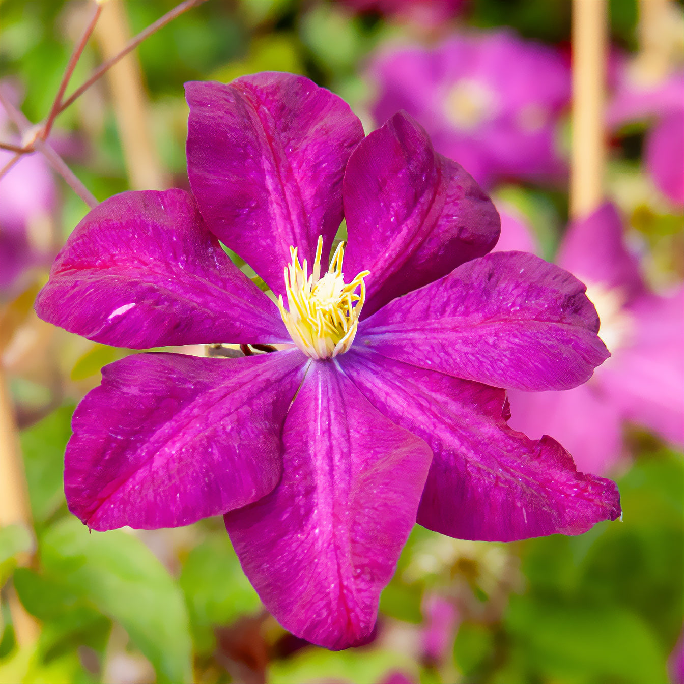 Verkauf Waldrebe 'Niobe  - Clematis Niobe