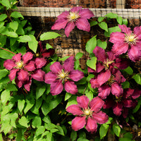 Waldrebe 'Niobe - Clematis Niobe - Bakker