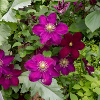 Clematis - Waldrebe 'Niobe  - Clematis Niobe