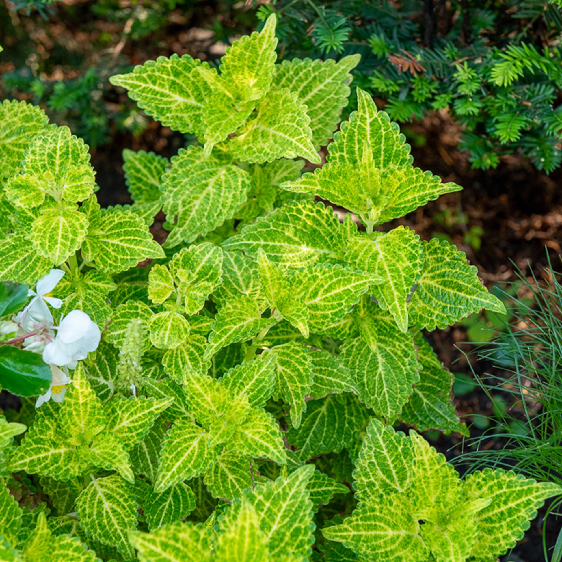 Coleus Electric Lime - Coleus Electric Lime - Bakker