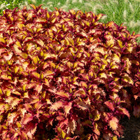 Coléus Henna - Coleus Henna - Bakker