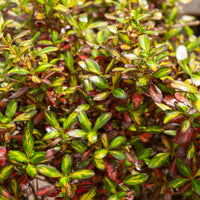 Koprosmos/Spiegelpflanze 'Evening Glow'®. - Coprosma Evening Glow ® - Bakker