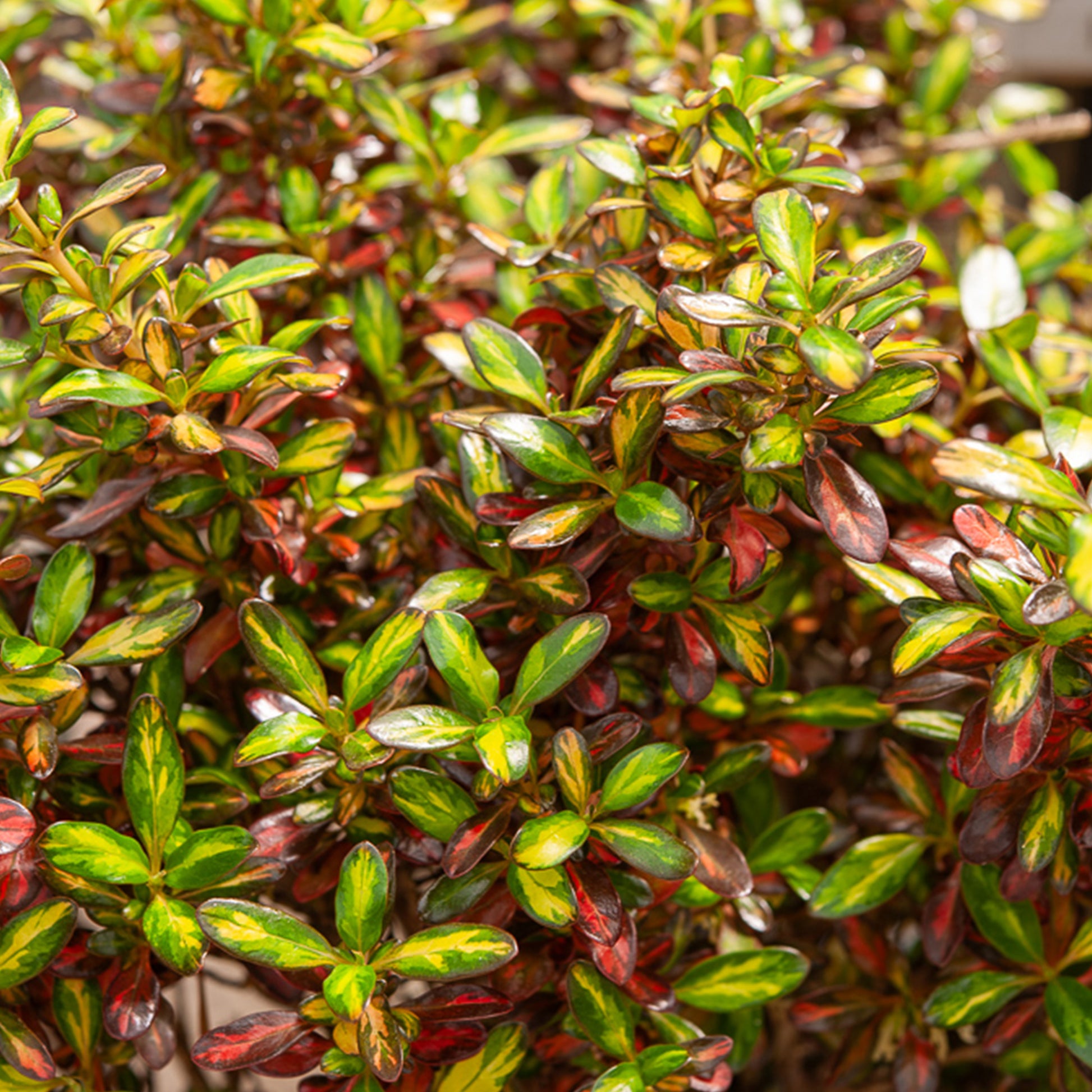 Koprosmos/Spiegelpflanze 'Evening Glow'®. - Coprosma Evening Glow ® - Bakker