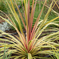 Cordyline australis 'Can Can'®. - Bakker