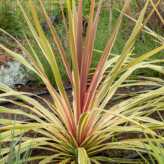 Cordyline australis 'Can Can'®. - Bakker