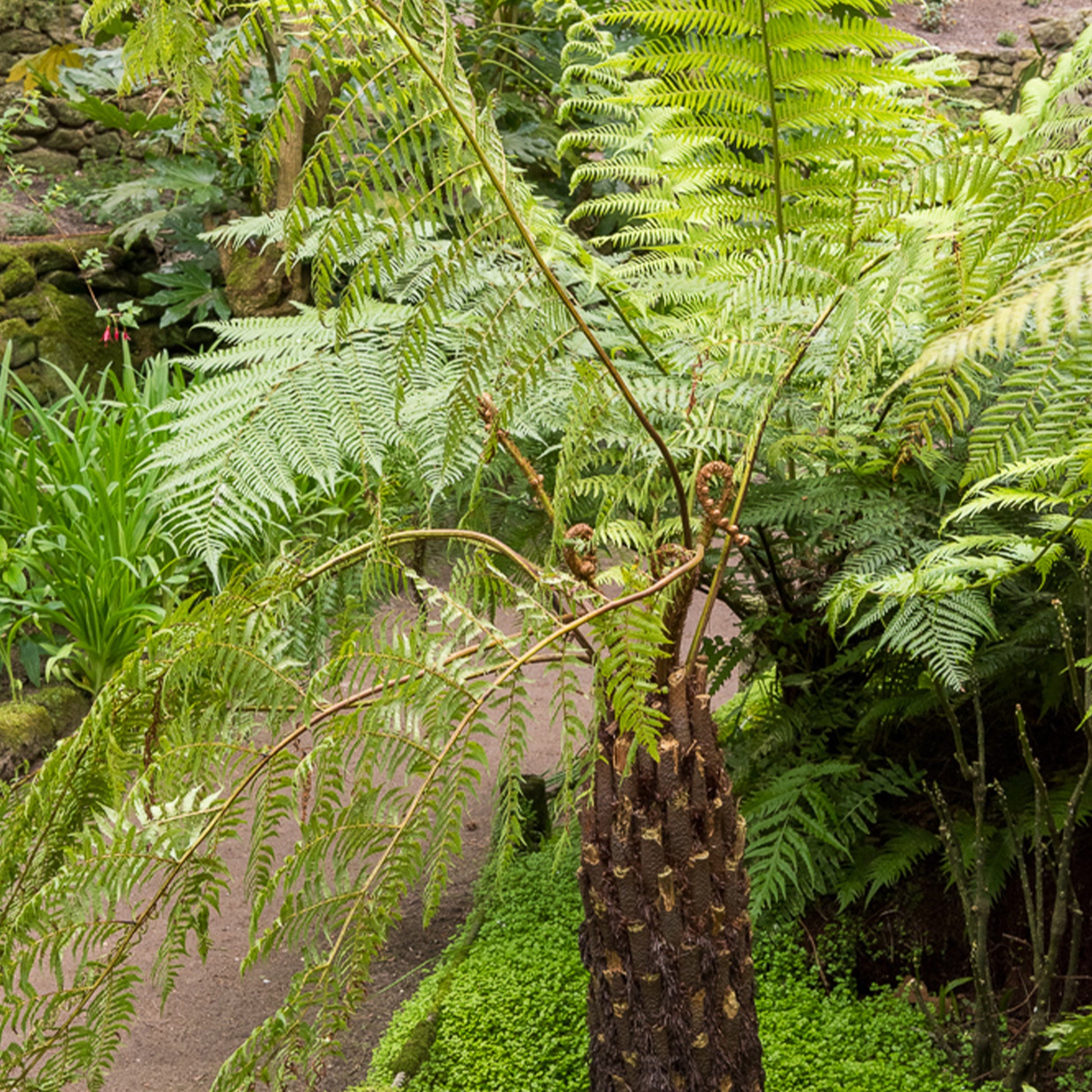 Cyathea australis - Baumfarn - Stauden