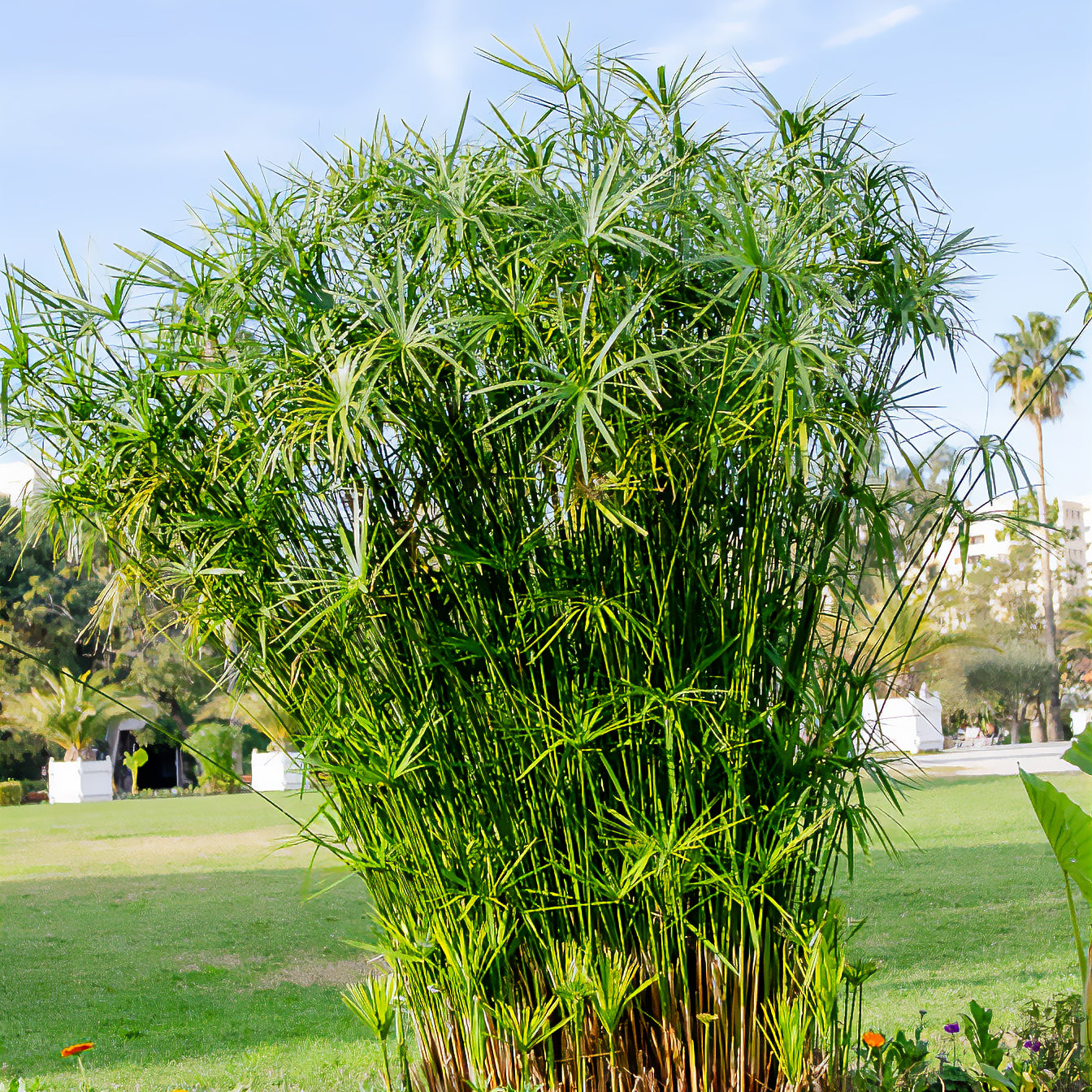 Schirmpflanze  - Cyperus alternifolius - Bakker