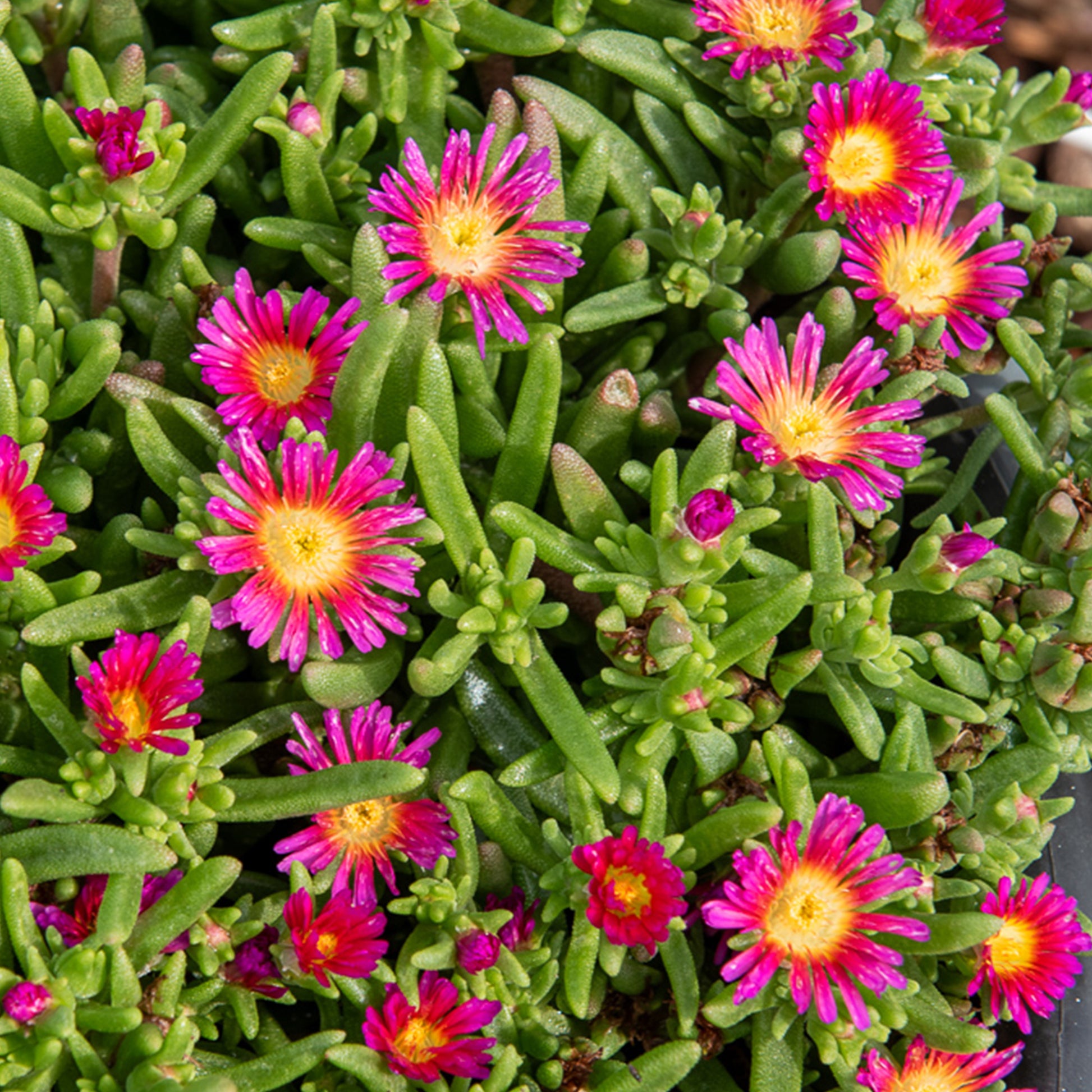 Delosperma Wheels of Wonder® Hot Pink - Delosperma HotPink Wonder®. - Mittagsblume - Delosperma