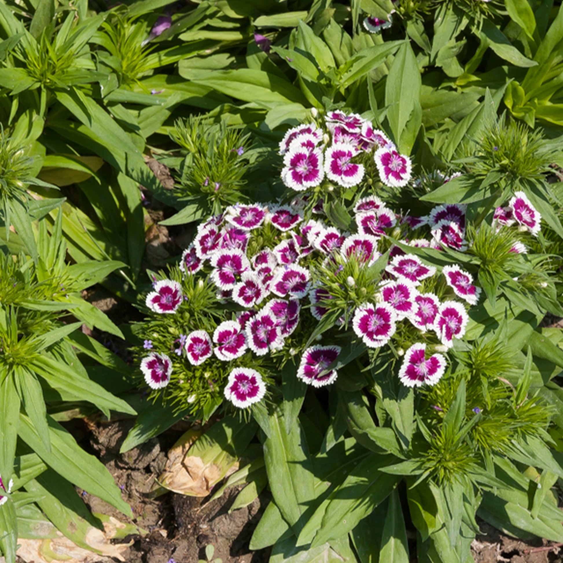 Bartnelke purple Picotee - Dianthus barbatus Barbarini Purple Picotee - Bakker