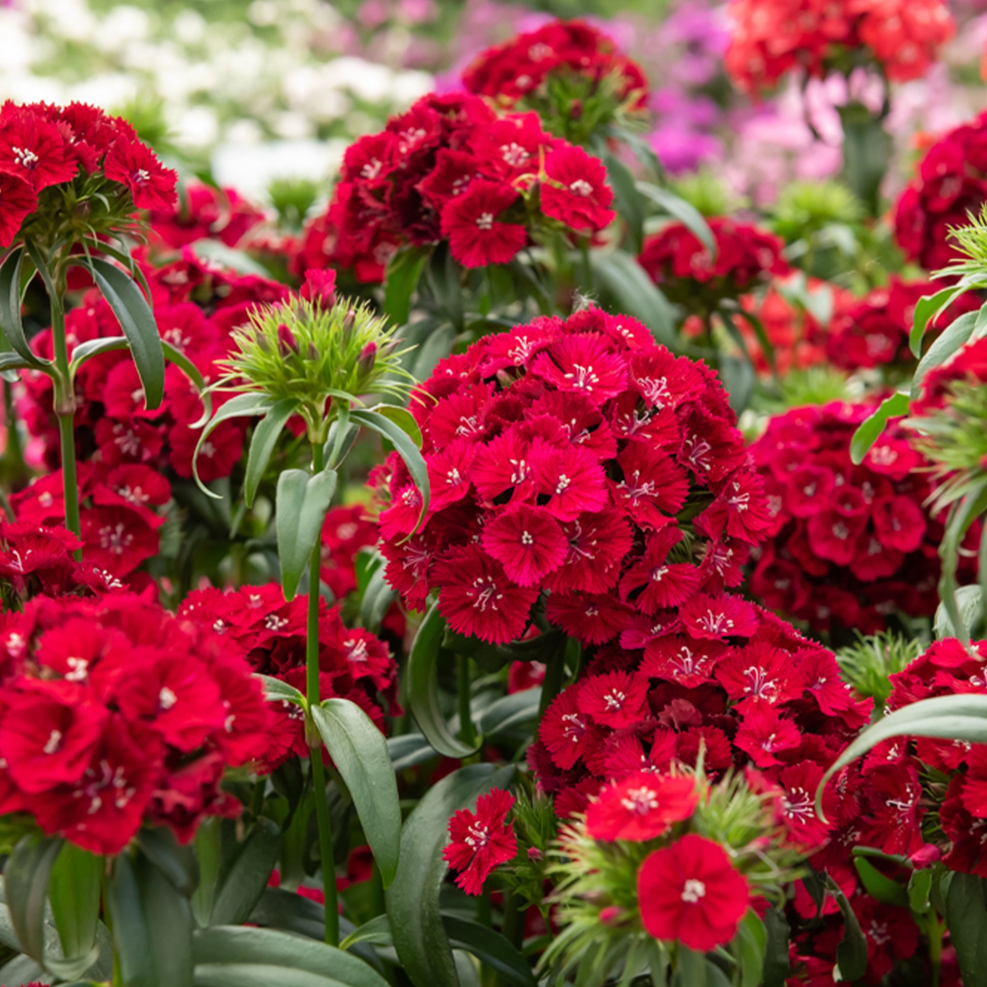 Bartnelke rot - Dianthus barbatus Barbarini Red - Bakker