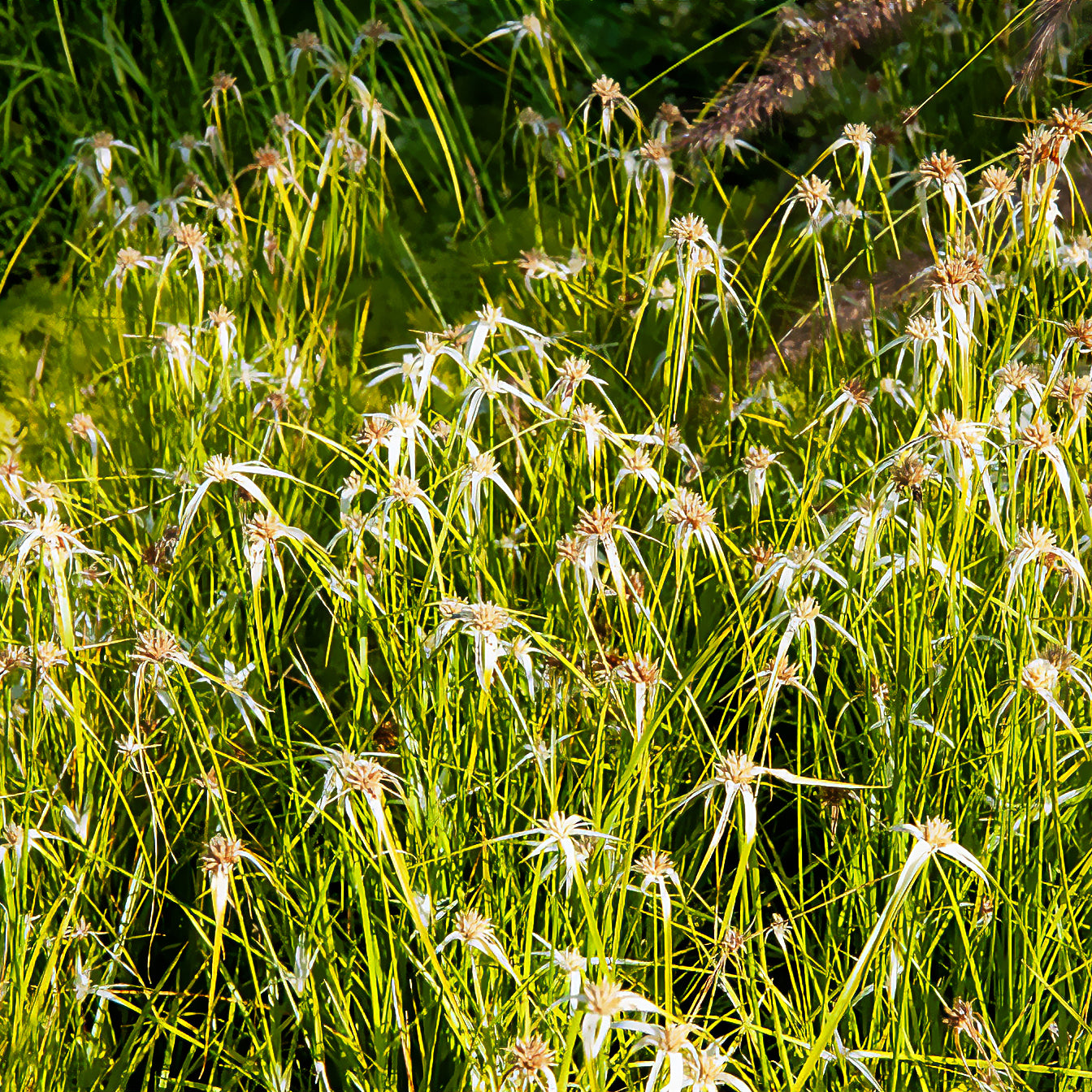 Dichromena colorata - Dichromena colorata - Uferpflanzen