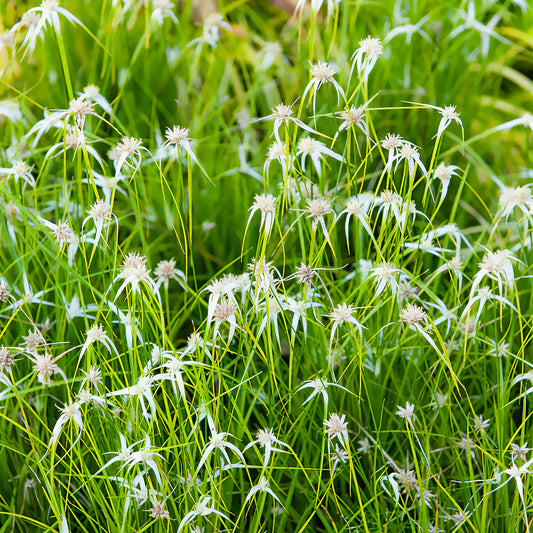 Dichromena colorata - Bakker