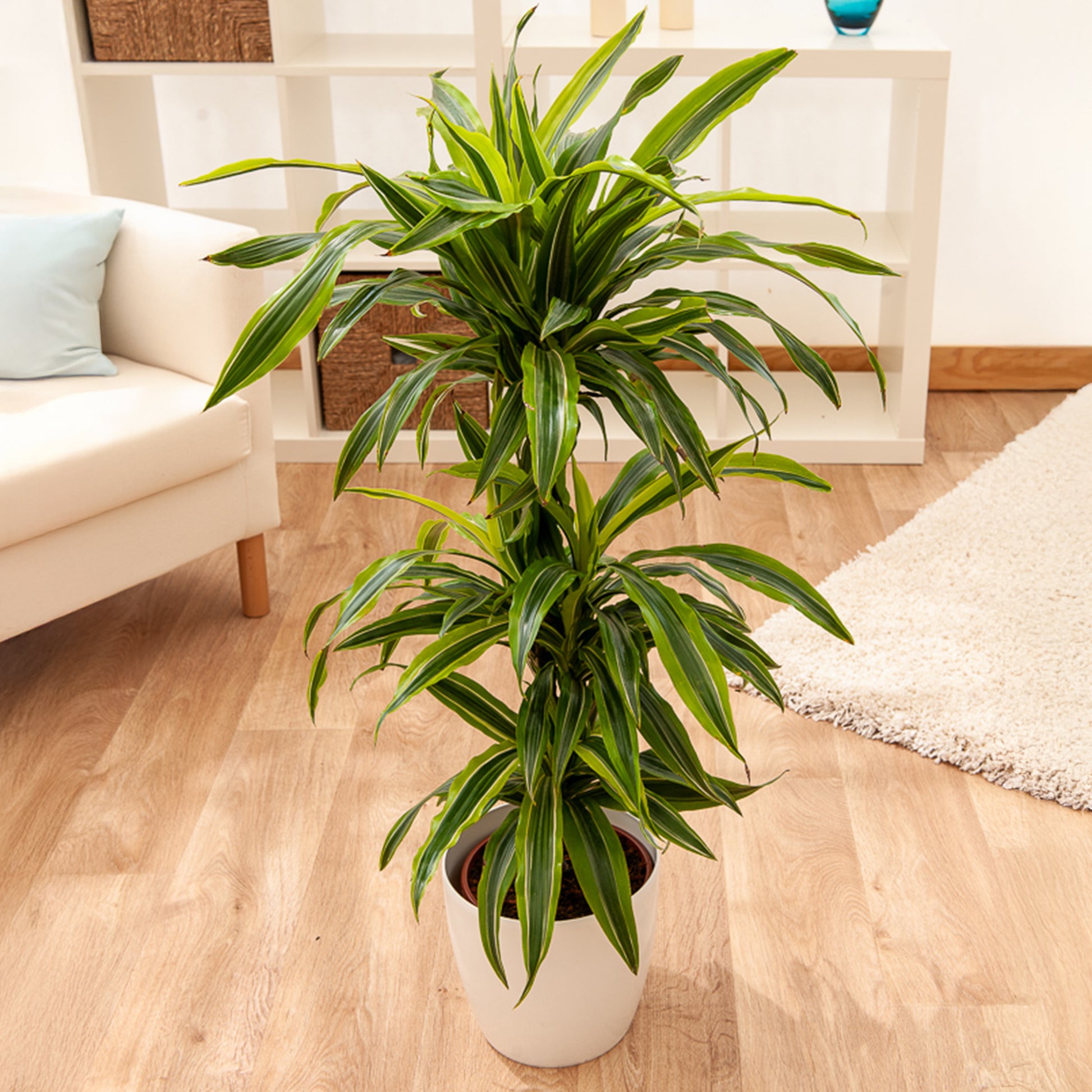 Dracaena 'Lemon Lime' (Zitronenlimone) - Dracaena fragrans Lemon Lime - Bakker