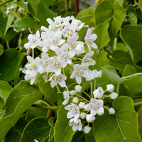 Chinesischer Knöterich - Dregea sinensis - Bakker