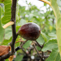 Feige Noire de Caromb - Bakker