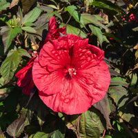 Hibiskus 'Carousel Geant Red'® - Hibiscus moscheutos Carrousel Geant Red® - Bakker