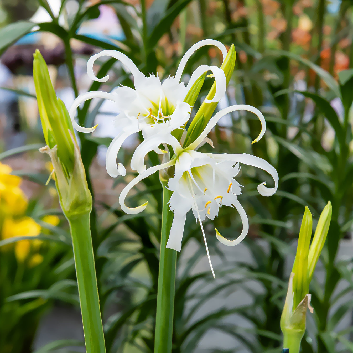 Hymenocallis x festalis - Schönhäutchen Festalis Zwiebeln/Peru-Narzisse (x3) - Sommerzwiebeln