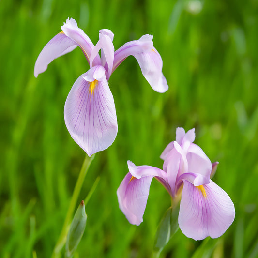 Iris laevigata'Rose Queen' Wasserpflanze - Bakker