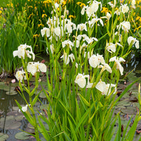 Iris pseudacorus Alba - Weißblütige Sumpf-Schwertlilie 'Alba - Sumpfschwertlilie