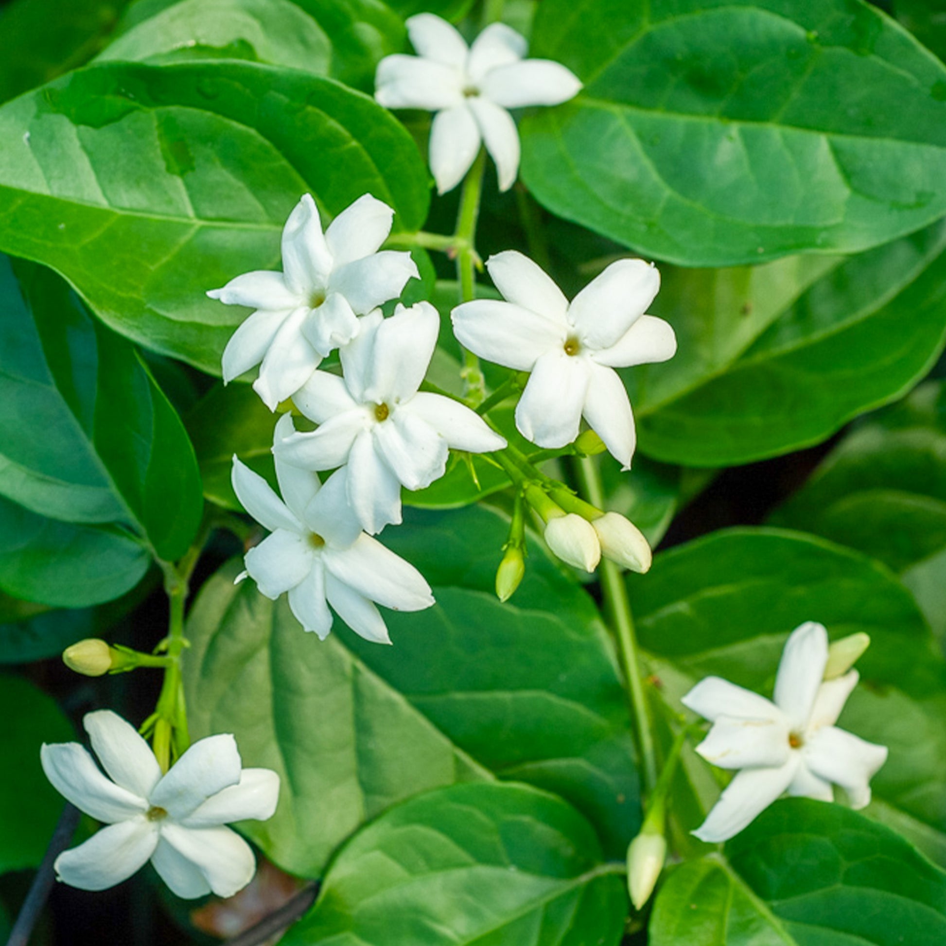 Arabischer Jasmin - Jasminum sambac - Bakker