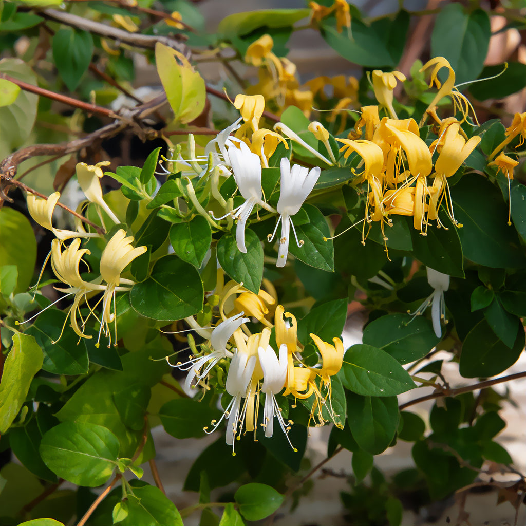 Hall's Prolific Japanisches Geißblatt - Lonicera japonica Hall's Prolific