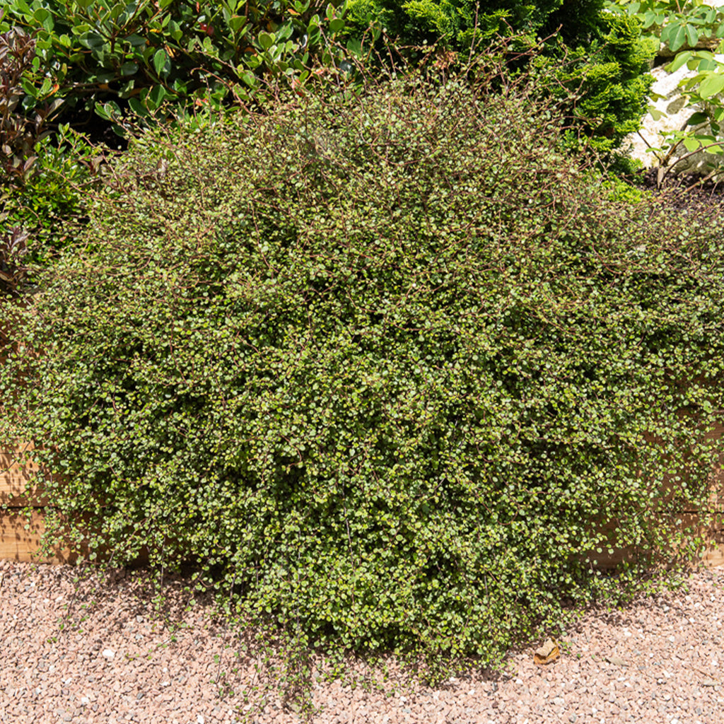 Mühlenbeckia (kriechend & kletternd) - Muehlenbeckia complexa