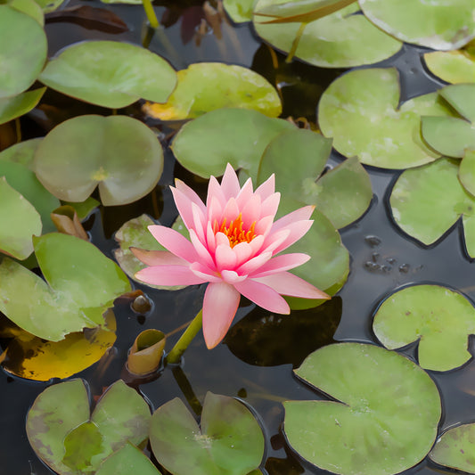 Seerose 'Colorado - Bakker