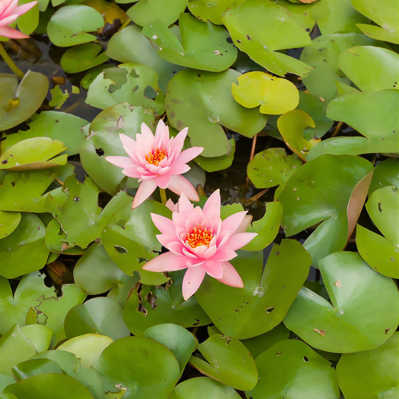 Seerose 'Colorado - Nymphaea Colorado - Bakker