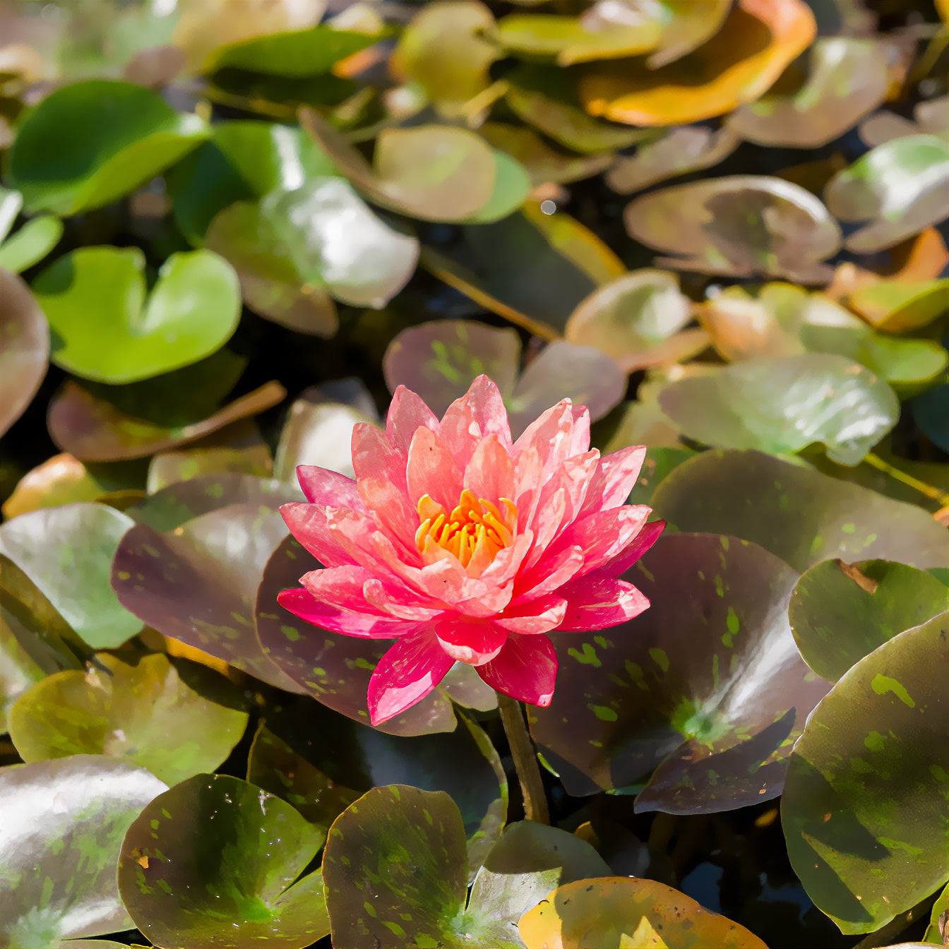 Seerose 'Wanvisa - Nymphaea Wanvisa - Bakker