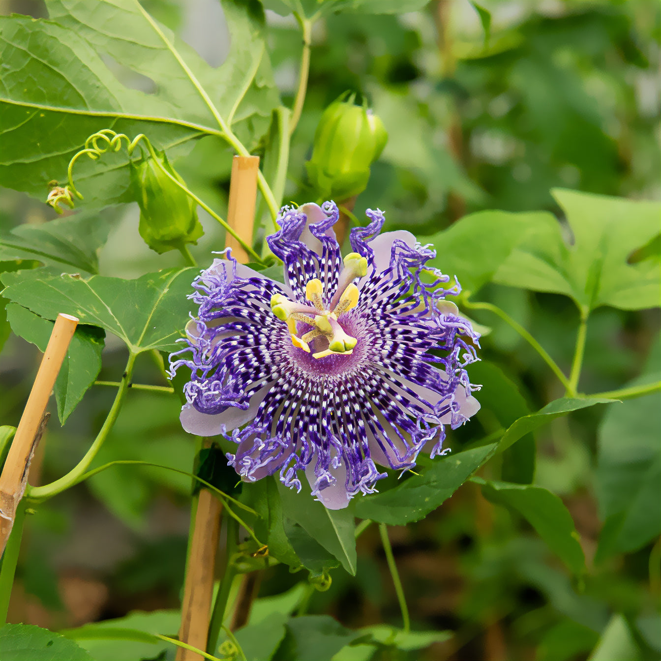 Passiflora Fata confetto - Passionsblume Fata Confetto - Passionsblume