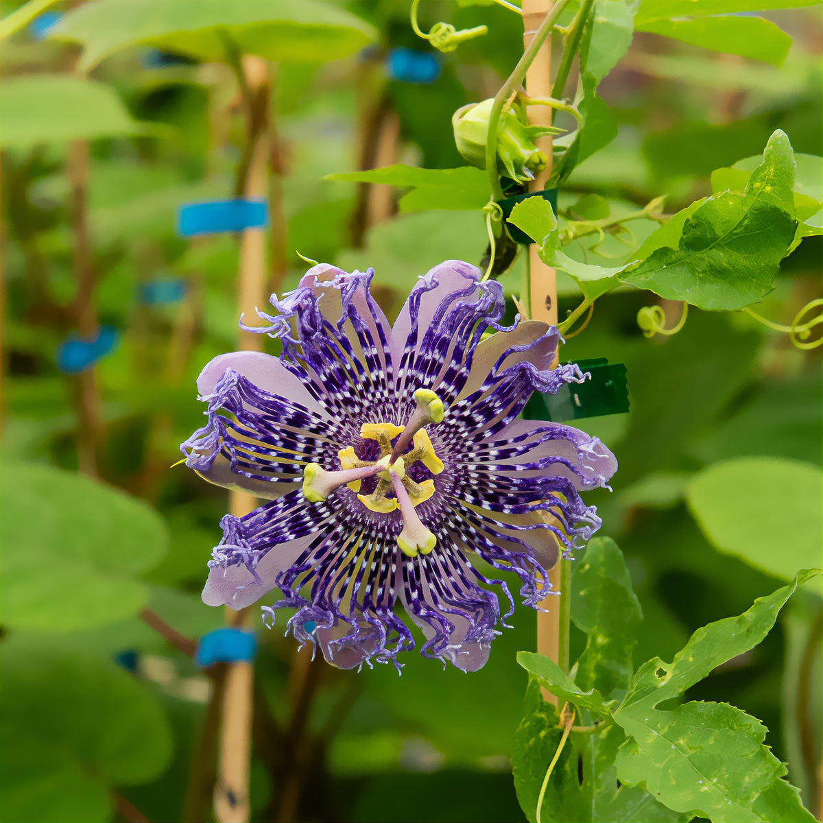 Passionsblume - Passionsblume Fata Confetto - Passiflora Fata confetto