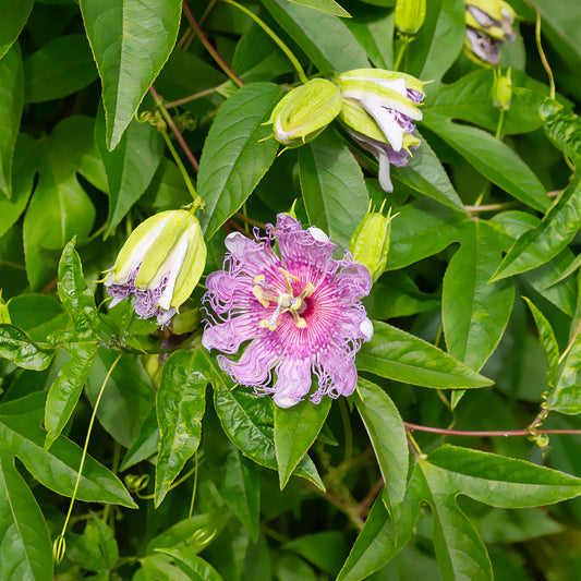 Passionsblume - Bakker