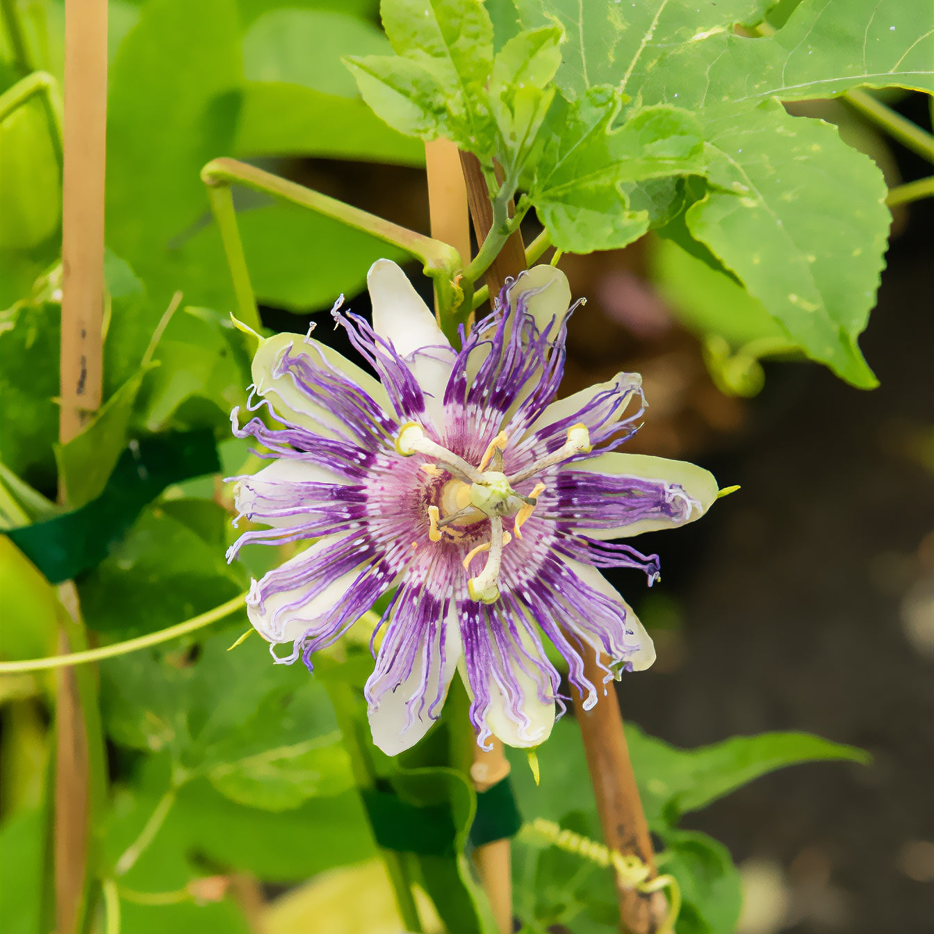 Passionsblume - Passiflora incarnata - Bakker