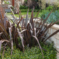 Phormium tenax Black Adder ® - Phormium Black Adder ® (Schwarzer Beifuß) - Immergrüne Pflanzen