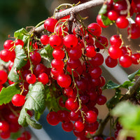 Rote Johannisbeere 'Junifer' (Johannisbeere) - Bakker