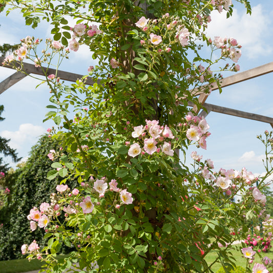 Rambler-Rose Kew Rambler - Bakker