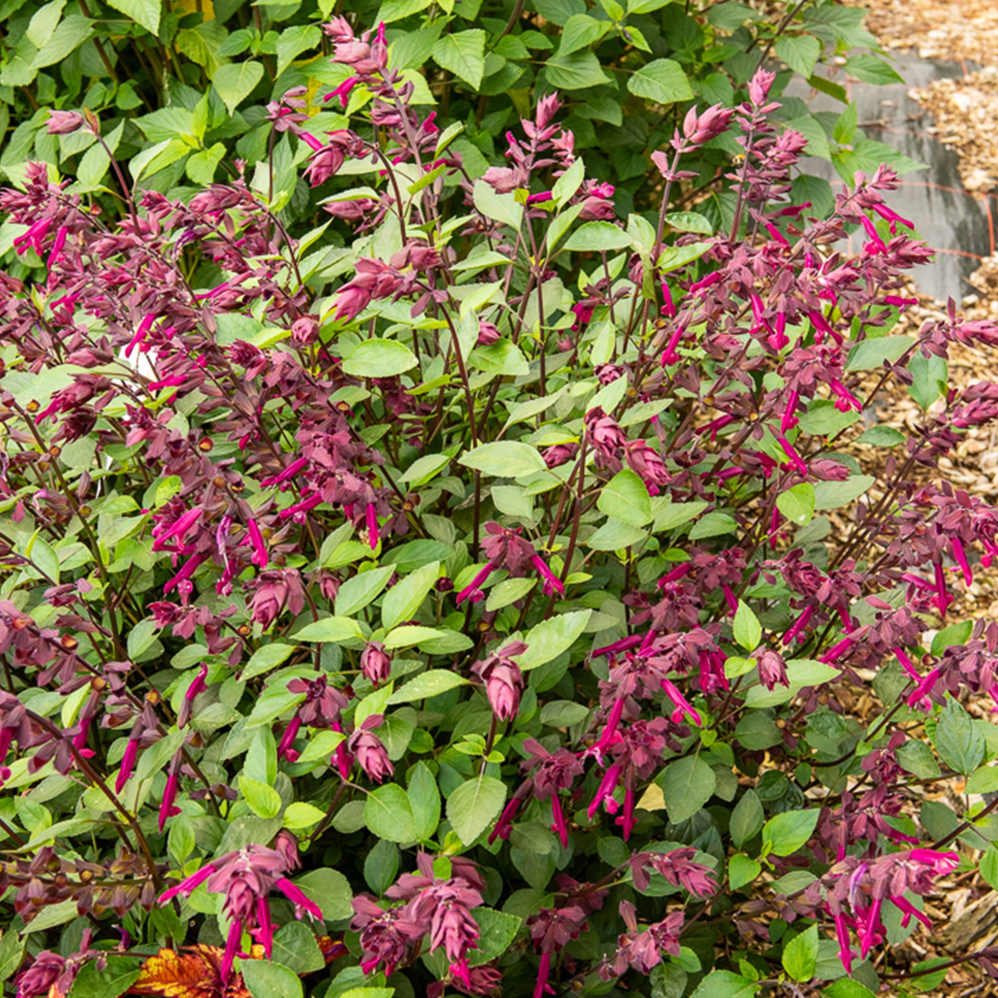 Salvia Love and Wishes ® - Love and Wishes® Hybrid-Salbei - Salbei