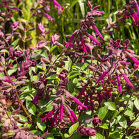 Love and Wishes® Hybrid-Salbei - Salvia Love and Wishes ® - Bakker