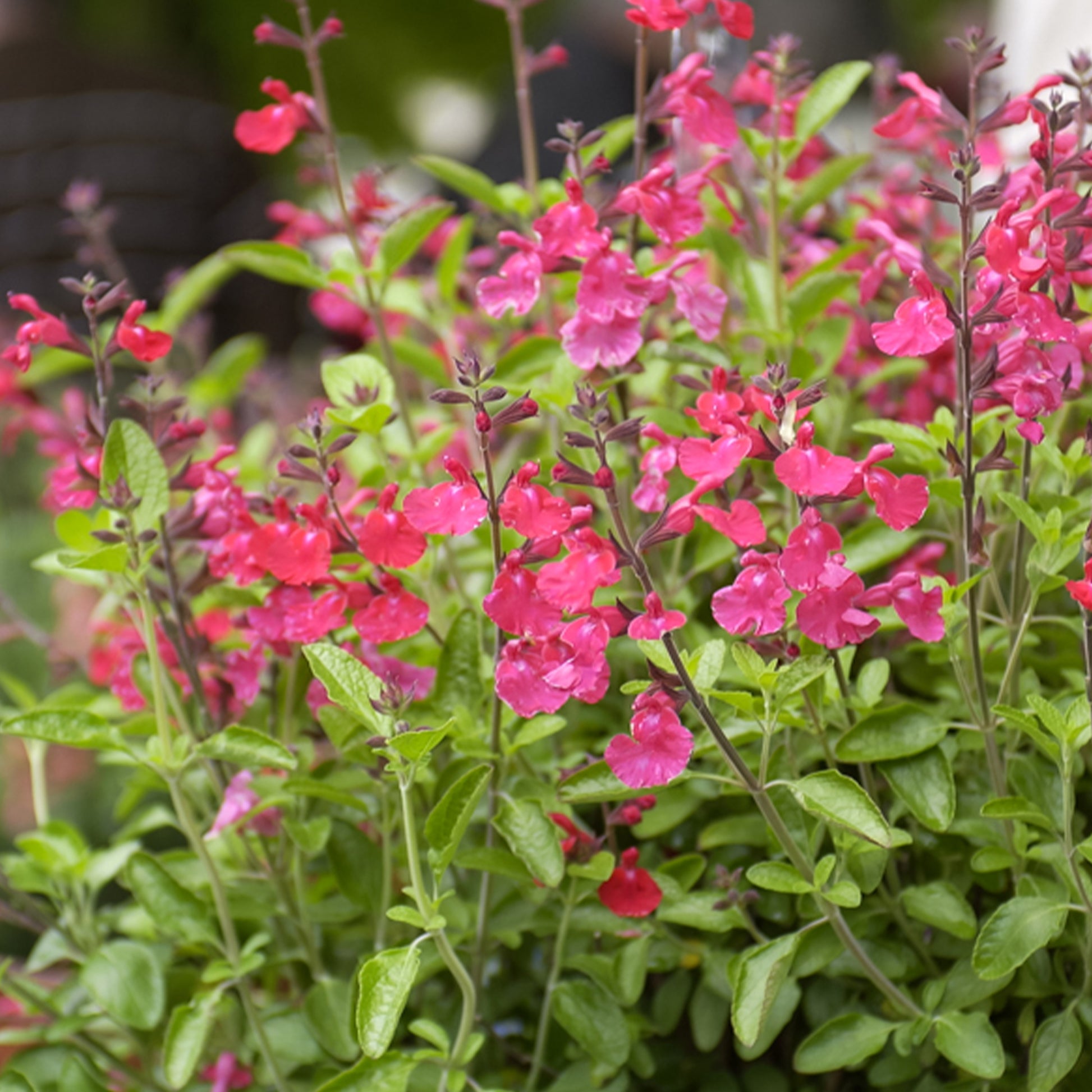 Salvia microphylla Cerro Potosi - Cerro Potosi® Kleinblättriger Strauchsalbei - Salbei