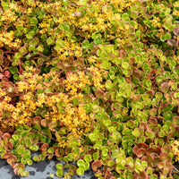 Sedum tetractinum Coral Reef / Kriechende Sonnenblume - Bakker