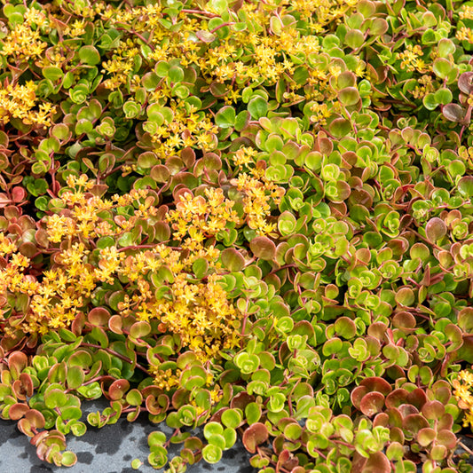 Sedum tetractinum Coral Reef / Kriechende Sonnenblume - Bakker