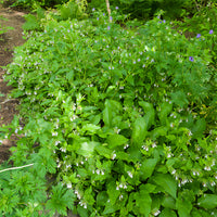 Symphytum officinale - Beinwell (Beinwell officinalis) - Wildpflanzen für den Garten