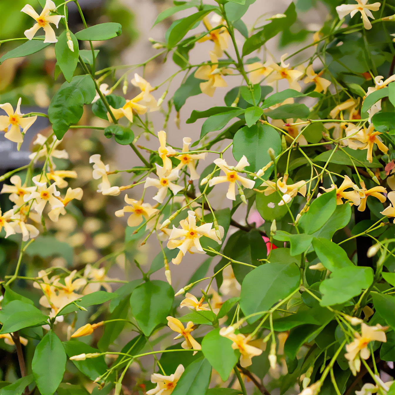 Sternjasmin - Trachelospermum asiaticum - Bakker