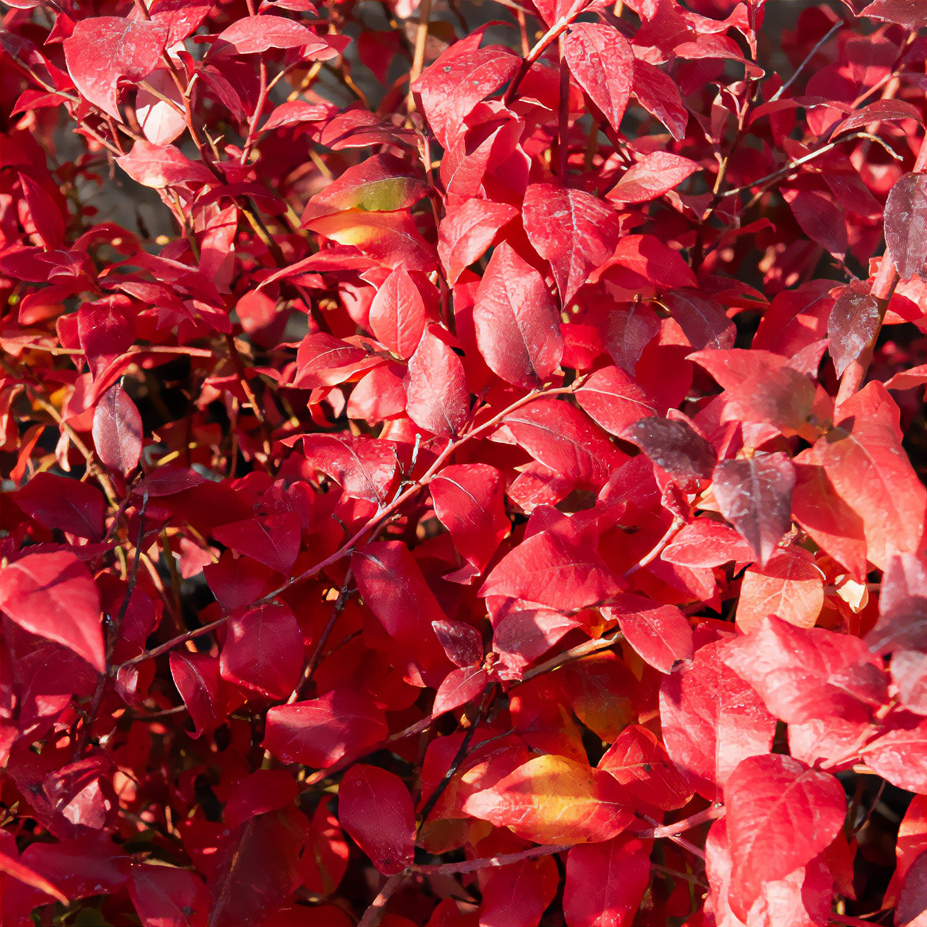 Vaccinium corymbosum Blue Crop - Amerikanische Heidelbeere 'Bluecrop - Heidelbeeren